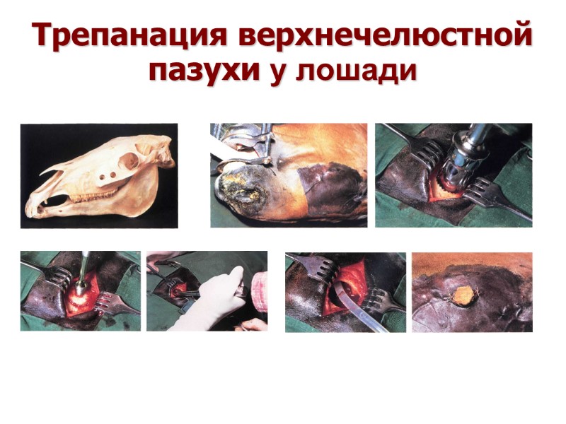 Трепанация верхнечелюстной пазухи у лошади Трепанация верхнечелюстной пазухи у лошади